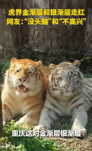 【宠物】主人趁小猫睡觉时往它身上放东西,猫突然睁眼:有本事把车也放上来(组图) - 3