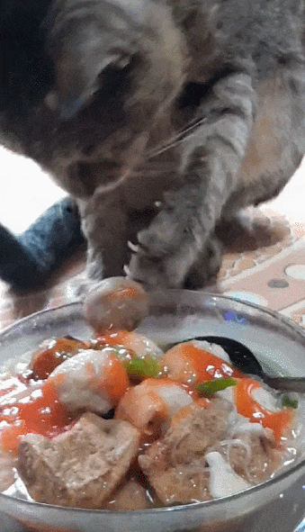 【宠物】主人趁小猫睡觉时往它身上放东西,猫突然睁眼:有本事把车也放上来(组图) - 1