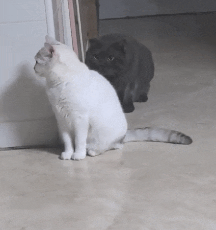 【宠物】主人趁小猫睡觉时往它身上放东西,猫突然睁眼:有本事把车也放上来(组图) - 12