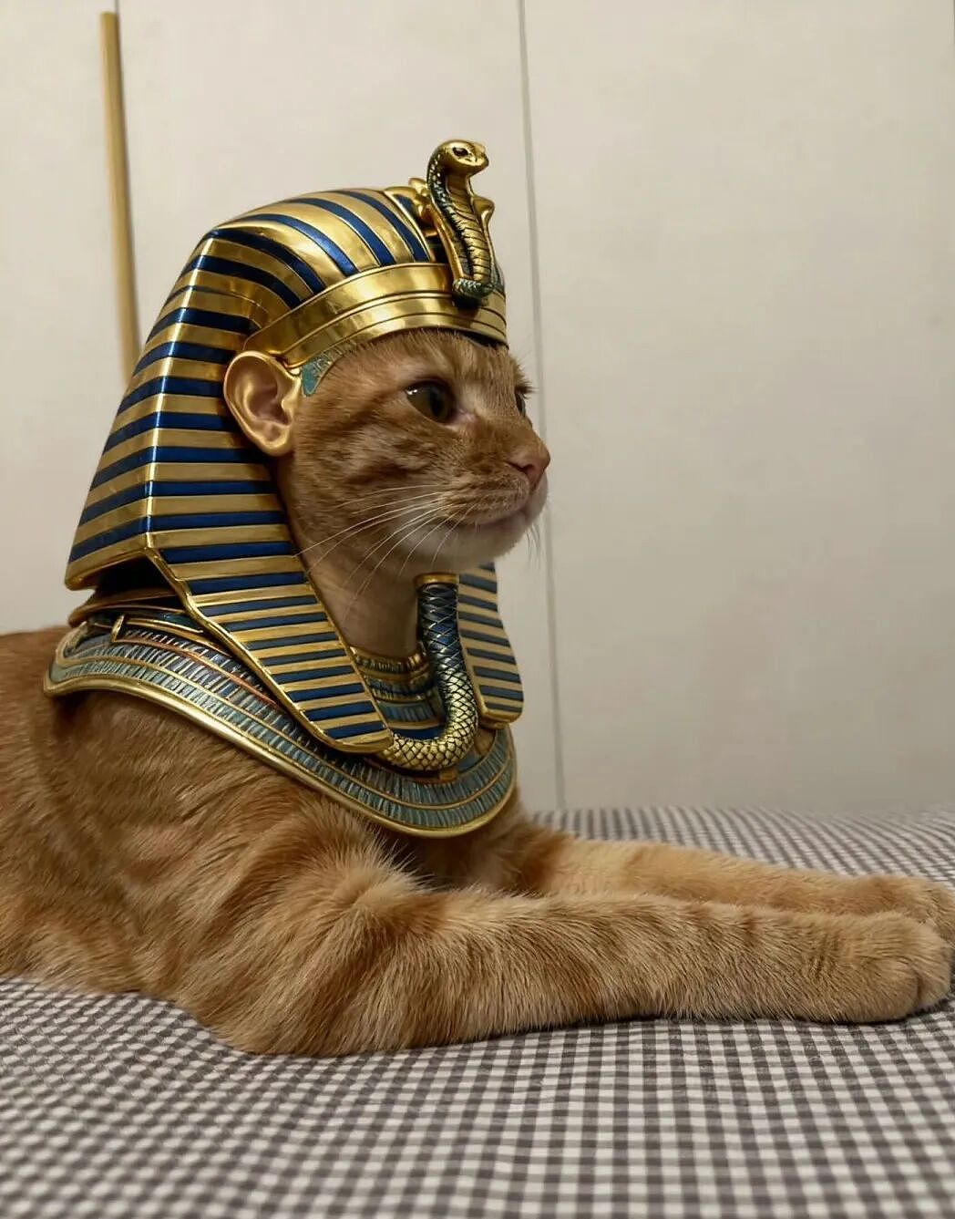 【宠物】主人趁小猫睡觉时往它身上放东西,猫突然睁眼:有本事把车也放上来(组图) - 18