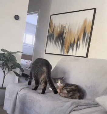 【宠物】主人趁小猫睡觉时往它身上放东西,猫突然睁眼:有本事把车也放上来(组图) - 13