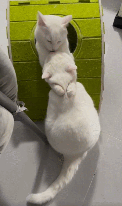 【宠物】主人趁小猫睡觉时往它身上放东西,猫突然睁眼:有本事把车也放上来(组图) - 4