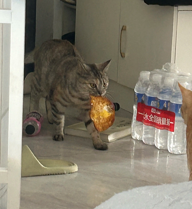 【宠物】主人趁小猫睡觉时往它身上放东西,猫突然睁眼:有本事把车也放上来(组图) - 16