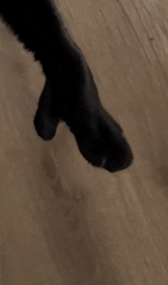 【宠物】主人趁小猫睡觉时往它身上放东西,猫突然睁眼:有本事把车也放上来(组图) - 5