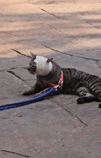 【宠物】主人趁小猫睡觉时往它身上放东西,猫突然睁眼:有本事把车也放上来(组图) - 7