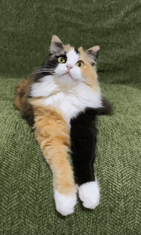 【宠物】主人趁小猫睡觉时往它身上放东西,猫突然睁眼:有本事把车也放上来(组图) - 6