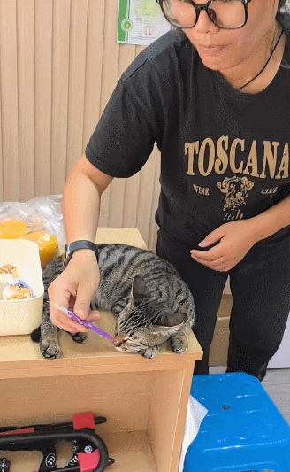 【宠物】主人趁小猫睡觉时往它身上放东西,猫突然睁眼:有本事把车也放上来(组图) - 8