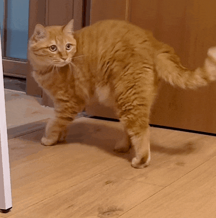 【宠物】主人趁小猫睡觉时往它身上放东西,猫突然睁眼:有本事把车也放上来(组图) - 21