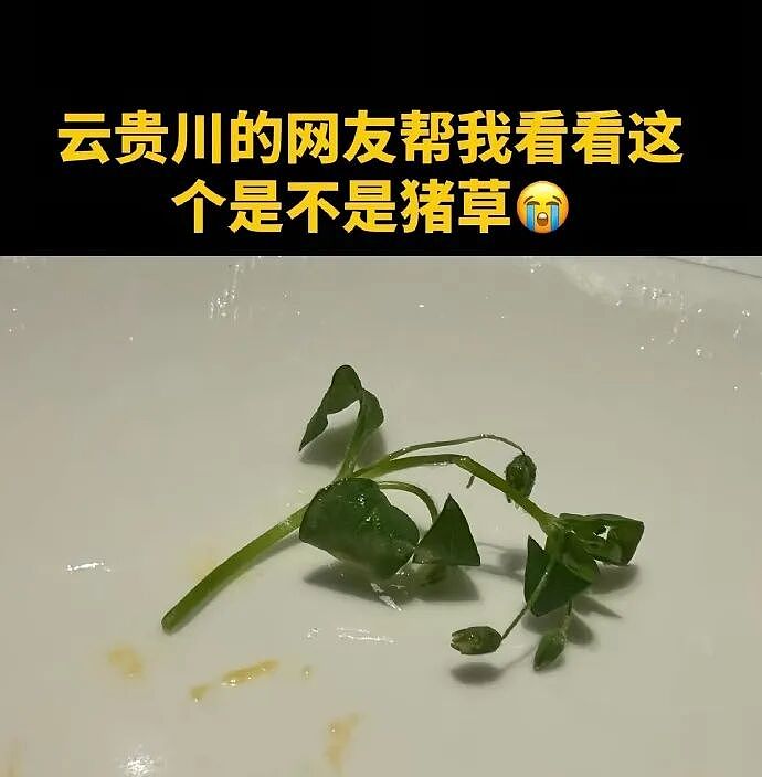 【爆笑】王力宏为什么从来都不唱苦情歌？网友评论亮瞎眼（组图） - 103