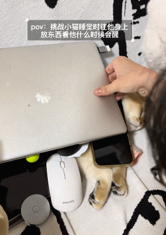 【宠物】主人趁小猫睡觉时往它身上放东西,猫突然睁眼:有本事把车也放上来(组图) - 14