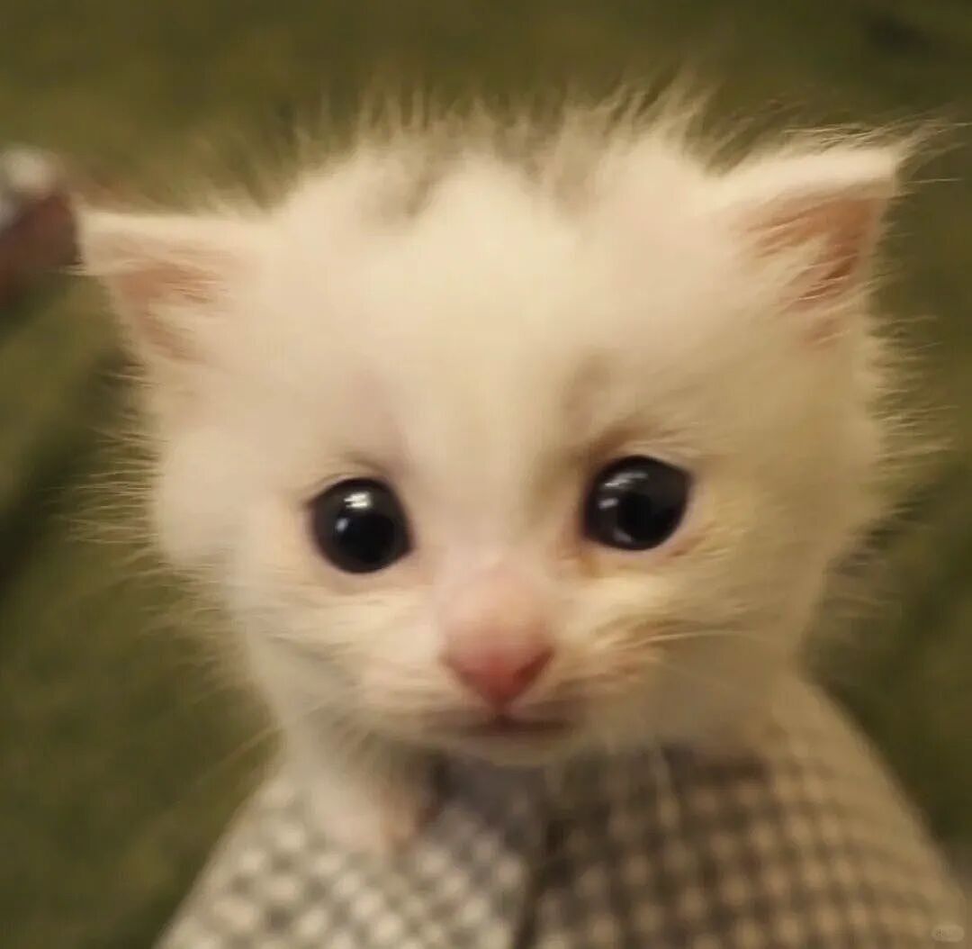 【宠物】主人趁小猫睡觉时往它身上放东西,猫突然睁眼:有本事把车也放上来(组图) - 20
