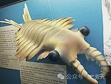 那只统治地球的虾又出现了(图) - 1