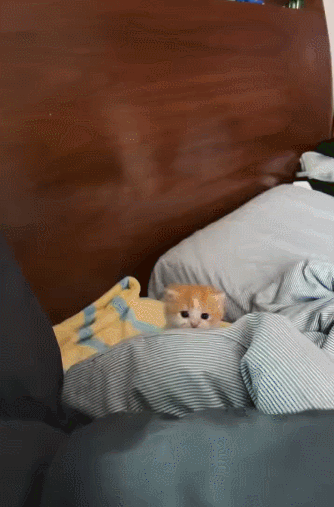 【宠物】主人趁小猫睡觉时往它身上放东西,猫突然睁眼:有本事把车也放上来(组图) - 10