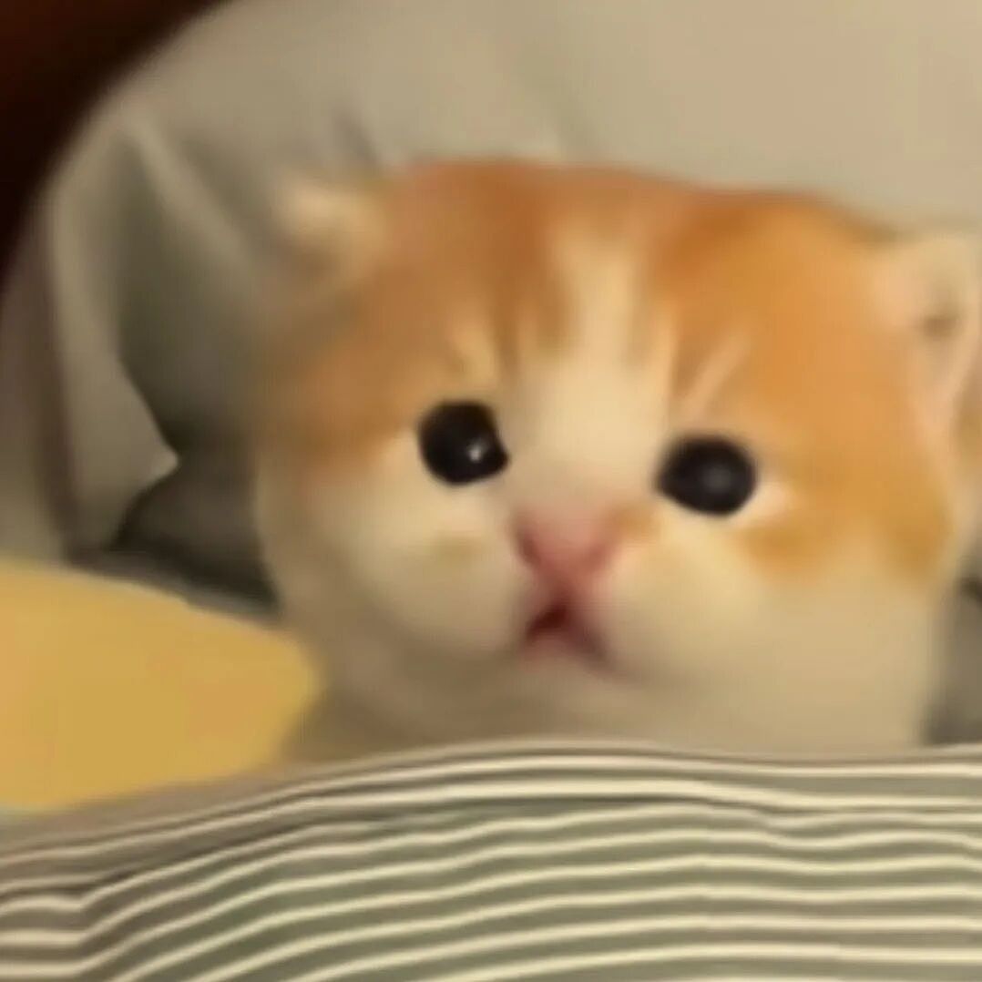 【宠物】主人趁小猫睡觉时往它身上放东西,猫突然睁眼:有本事把车也放上来(组图) - 11
