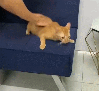 【宠物】主人趁小猫睡觉时往它身上放东西,猫突然睁眼:有本事把车也放上来(组图) - 15