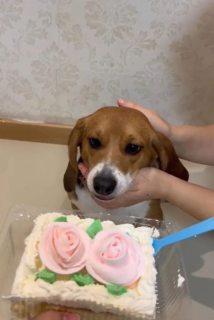 ​【宠物】网友听说了比格实验犬经历后心疼地收养了一只，结果没几个月家里被闹得天翻地覆，比格彻底原形毕露…（组图） - 18