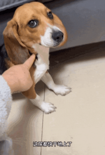 ​【宠物】网友听说了比格实验犬经历后心疼地收养了一只，结果没几个月家里被闹得天翻地覆，比格彻底原形毕露…（组图） - 7