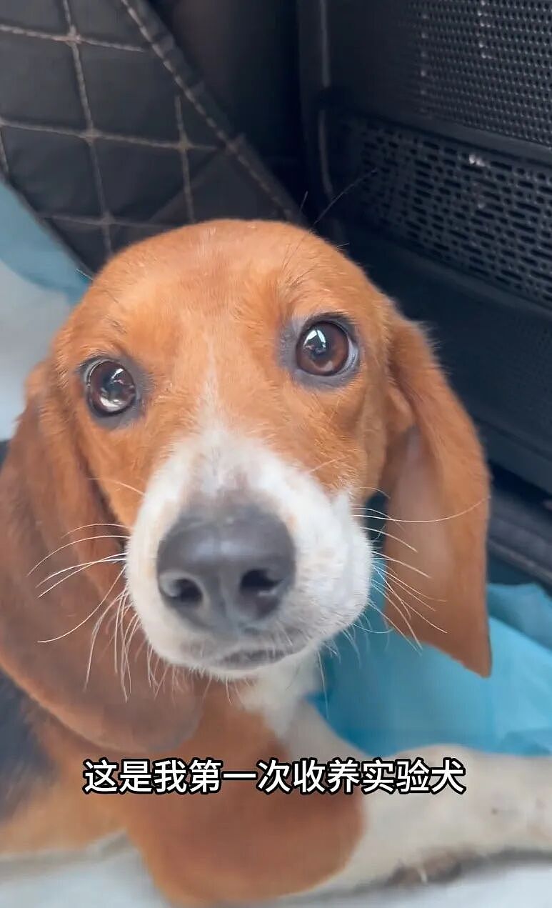 ​【宠物】网友听说了比格实验犬经历后心疼地收养了一只，结果没几个月家里被闹得天翻地覆，比格彻底原形毕露…（组图） - 2