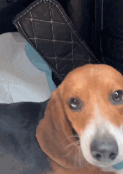 ​【宠物】网友听说了比格实验犬经历后心疼地收养了一只，结果没几个月家里被闹得天翻地覆，比格彻底原形毕露…（组图） - 1