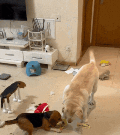 ​【宠物】网友听说了比格实验犬经历后心疼地收养了一只，结果没几个月家里被闹得天翻地覆，比格彻底原形毕露…（组图） - 5