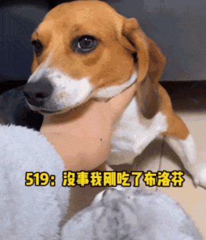 ​【宠物】网友听说了比格实验犬经历后心疼地收养了一只，结果没几个月家里被闹得天翻地覆，比格彻底原形毕露…（组图） - 13