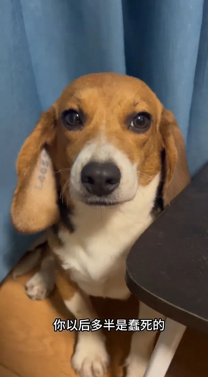 ​【宠物】网友听说了比格实验犬经历后心疼地收养了一只，结果没几个月家里被闹得天翻地覆，比格彻底原形毕露…（组图） - 12
