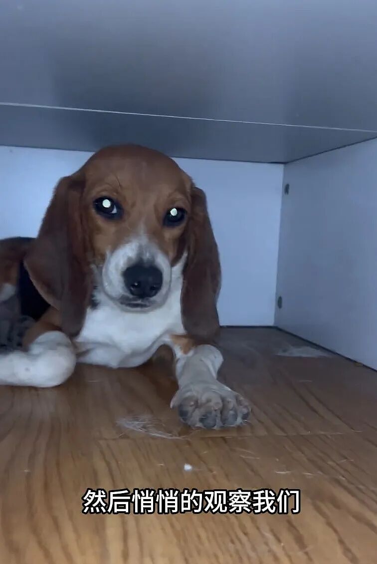 ​【宠物】网友听说了比格实验犬经历后心疼地收养了一只，结果没几个月家里被闹得天翻地覆，比格彻底原形毕露…（组图） - 4