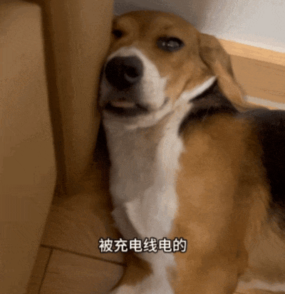 ​【宠物】网友听说了比格实验犬经历后心疼地收养了一只，结果没几个月家里被闹得天翻地覆，比格彻底原形毕露…（组图） - 10