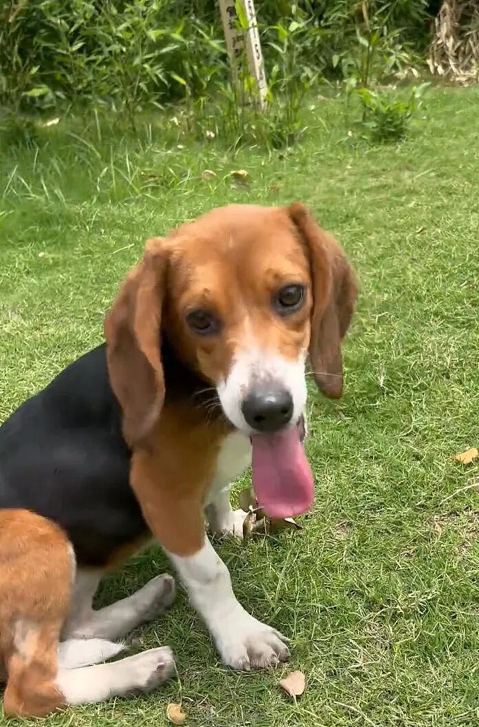 ​【宠物】网友听说了比格实验犬经历后心疼地收养了一只，结果没几个月家里被闹得天翻地覆，比格彻底原形毕露…（组图） - 6
