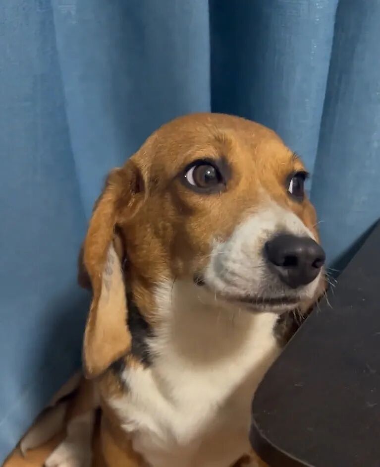 ​【宠物】网友听说了比格实验犬经历后心疼地收养了一只，结果没几个月家里被闹得天翻地覆，比格彻底原形毕露…（组图） - 14