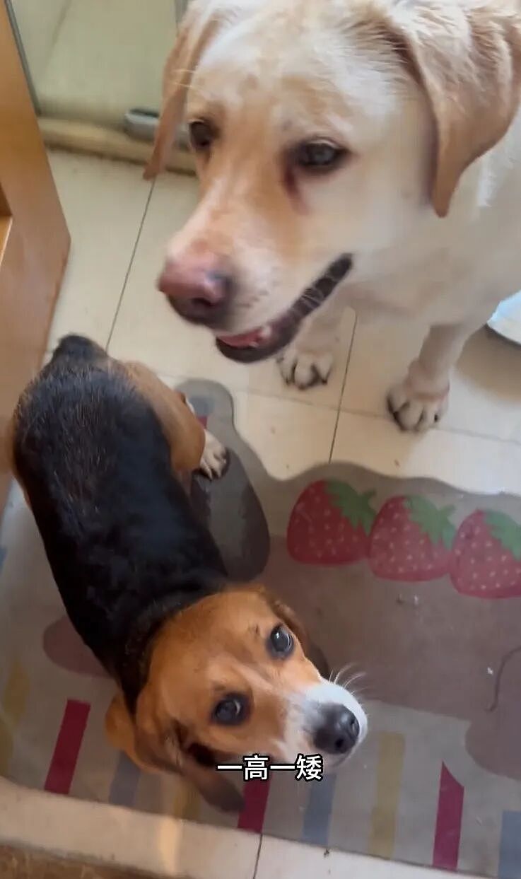 ​【宠物】网友听说了比格实验犬经历后心疼地收养了一只，结果没几个月家里被闹得天翻地覆，比格彻底原形毕露…（组图） - 9