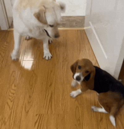 ​【宠物】网友听说了比格实验犬经历后心疼地收养了一只，结果没几个月家里被闹得天翻地覆，比格彻底原形毕露…（组图） - 3
