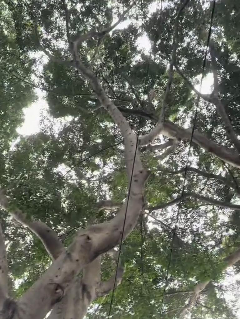 澳女吐槽：秋天在澳洲停车太痛苦了，council快出来解释（组图） - 5