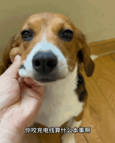 ​【宠物】网友听说了比格实验犬经历后心疼地收养了一只，结果没几个月家里被闹得天翻地覆，比格彻底原形毕露…（组图） - 11