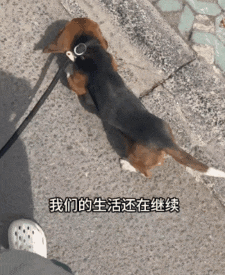 ​【宠物】网友听说了比格实验犬经历后心疼地收养了一只，结果没几个月家里被闹得天翻地覆，比格彻底原形毕露…（组图） - 15