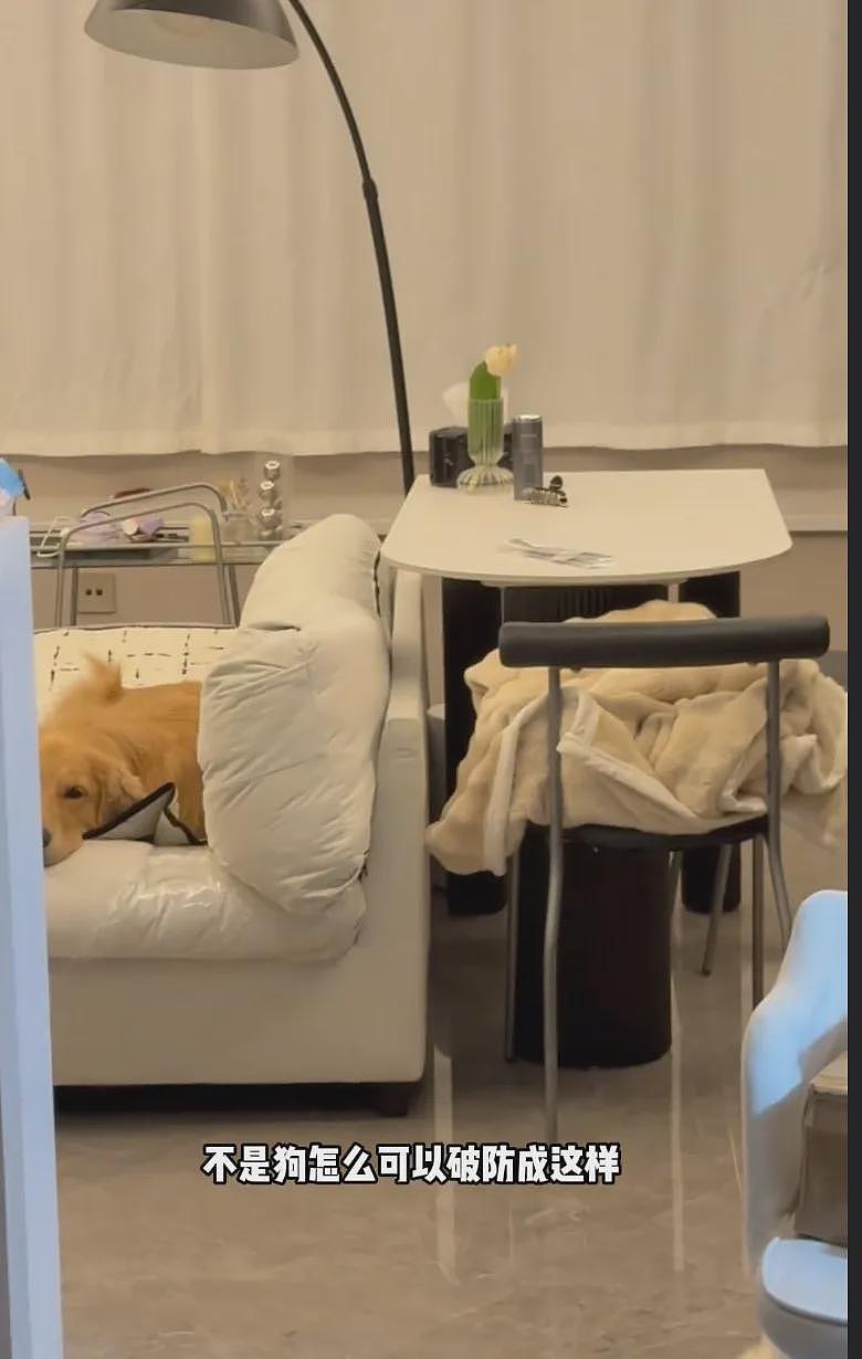 【宠物】网友家的狗凌晨3点去欺负别人家边牧，没想到被边牧反制，评论区：冤冤相报何时了（组图） - 13