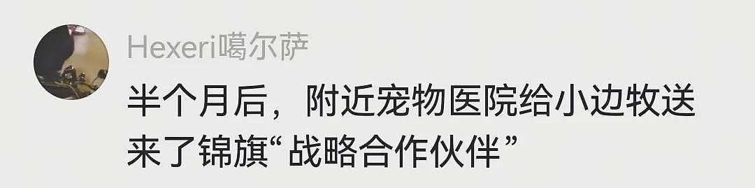 【宠物】网友家的狗凌晨3点去欺负别人家边牧，没想到被边牧反制，评论区：冤冤相报何时了（组图） - 16