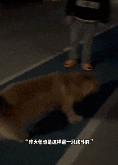 【宠物】网友家的狗凌晨3点去欺负别人家边牧，没想到被边牧反制，评论区：冤冤相报何时了（组图） - 10