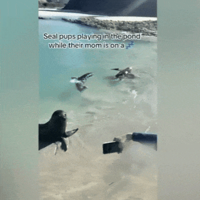 扔海带砸海豹,华人游客被调查(组图) - 9