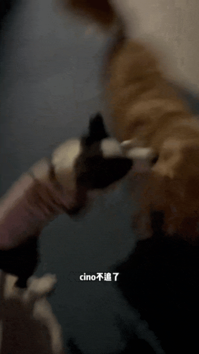 【宠物】网友家的狗凌晨3点去欺负别人家边牧，没想到被边牧反制，评论区：冤冤相报何时了（组图） - 9