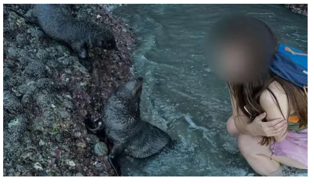 扔海带砸海豹,华人游客被调查(组图) - 5