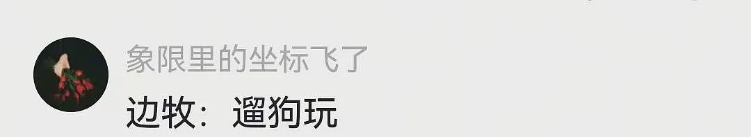 【宠物】网友家的狗凌晨3点去欺负别人家边牧，没想到被边牧反制，评论区：冤冤相报何时了（组图） - 8