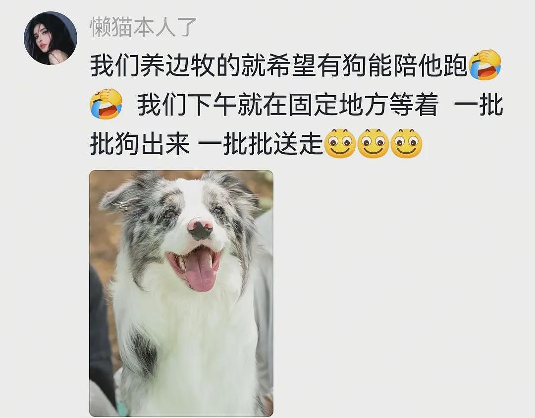 【宠物】网友家的狗凌晨3点去欺负别人家边牧，没想到被边牧反制，评论区：冤冤相报何时了（组图） - 18