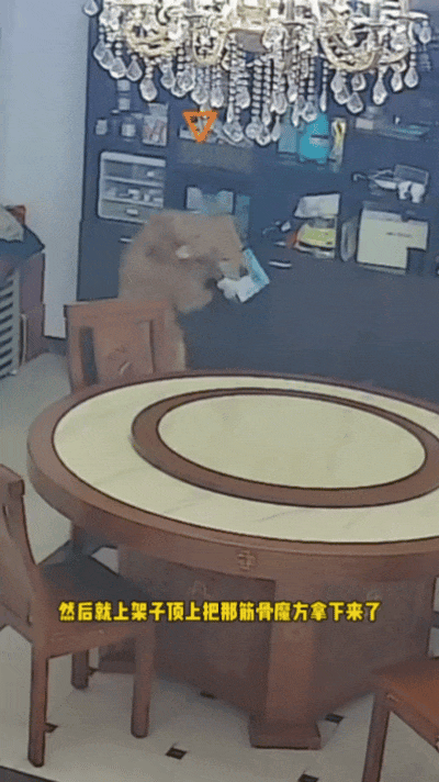狗子在大冬天给主人开冷气,还顺道把被子都拿走了,俩主人冻得瑟瑟发抖(组图) - 2