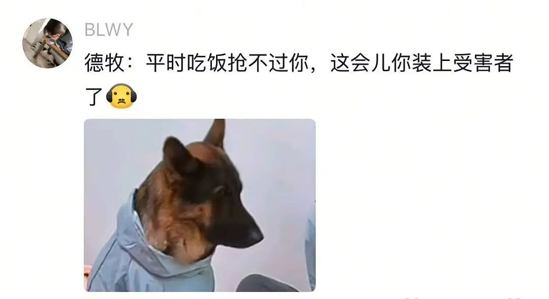 金毛被主人连续打击两次，吃醋闹脾气不肯拍照，主人一脸疑惑（组图） - 7