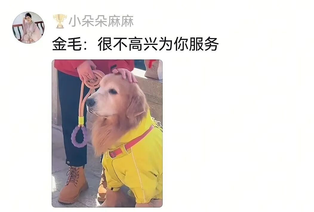 金毛被主人连续打击两次，吃醋闹脾气不肯拍照，主人一脸疑惑（组图） - 4