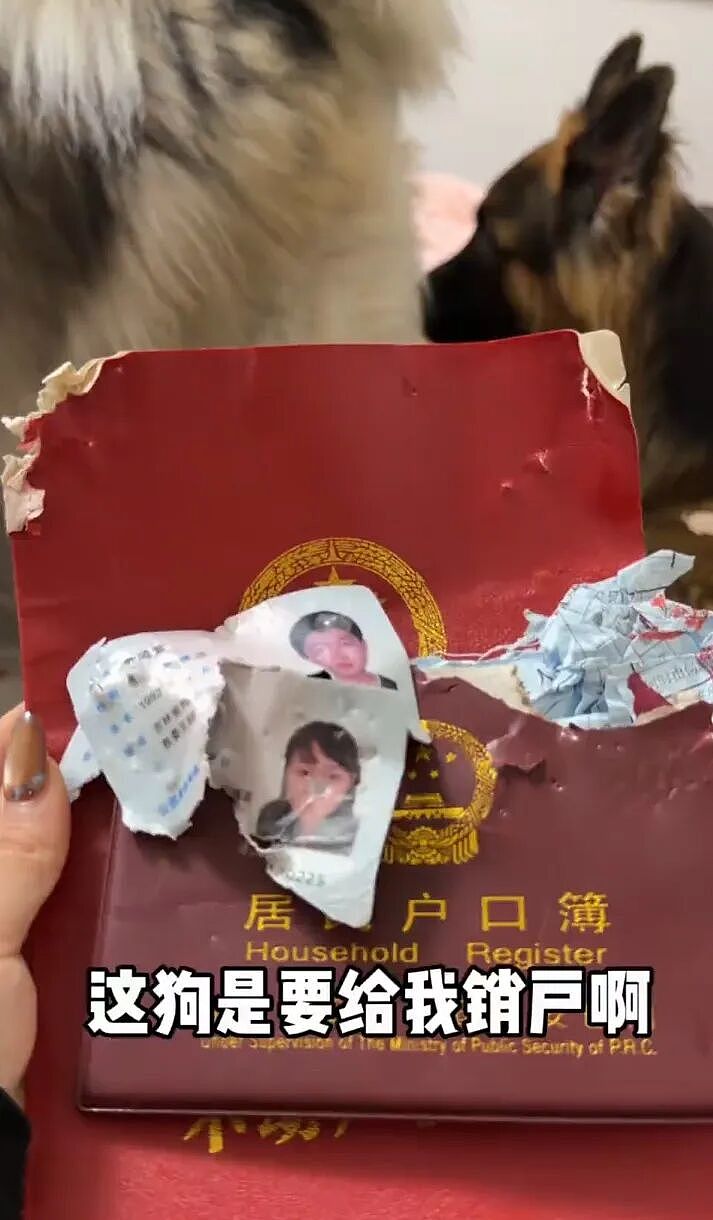 狗子在大冬天给主人开冷气,还顺道把被子都拿走了,俩主人冻得瑟瑟发抖(组图) - 14