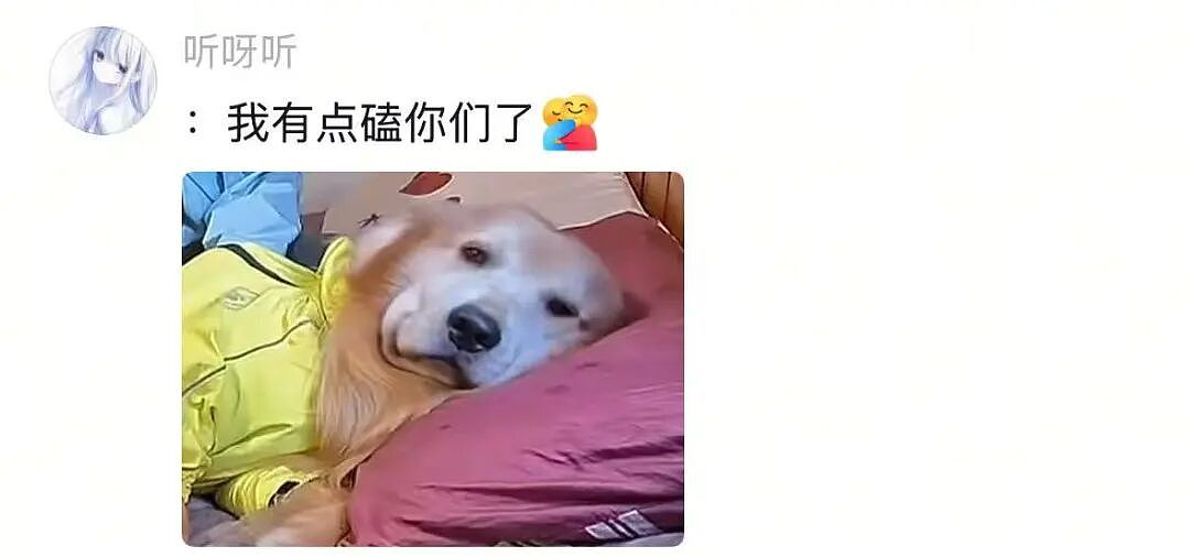金毛被主人连续打击两次，吃醋闹脾气不肯拍照，主人一脸疑惑（组图） - 10