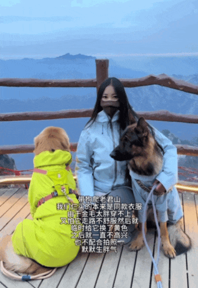 金毛被主人连续打击两次，吃醋闹脾气不肯拍照，主人一脸疑惑（组图） - 15