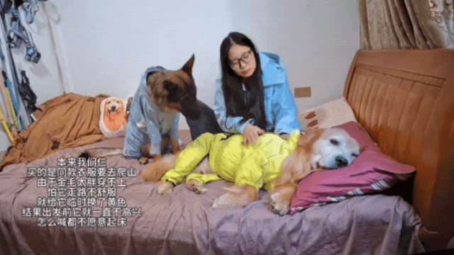 金毛被主人连续打击两次，吃醋闹脾气不肯拍照，主人一脸疑惑（组图） - 8